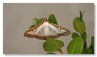 boxwoodmoth2