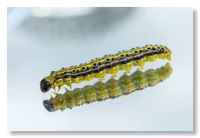 boxwoodmothcaterpillar