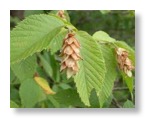 hophornbeam