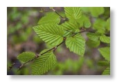 hornbeam