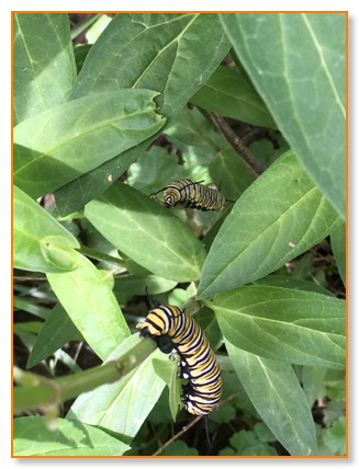 Monarch Catterpillars
