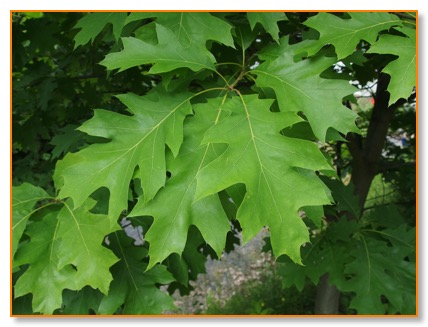 Quercus_rubra