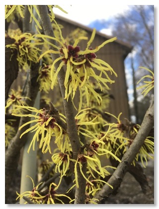 witchhazel 2 03042020 small